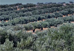 Olive Oil Production Up More Than 25%, Consumption Edges Higher